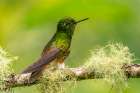 Ecuador-Guango. Buff-tailed coronet hummingbird close-up. Art Print
